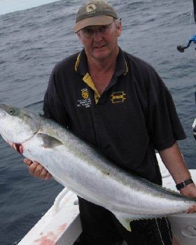 yellowtail by wardie