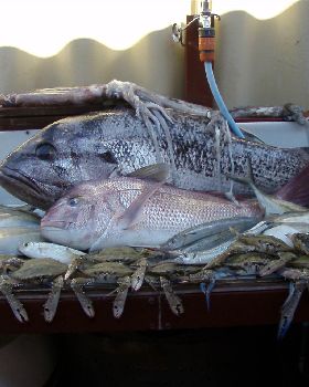 mixed bag,dhufish,snapper,squid,crabs,skippy,gardies