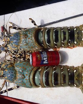 cooktown crays