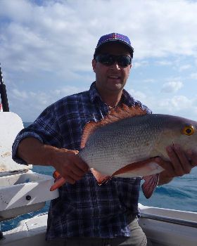aussie bass