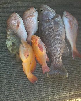 supprize john dory