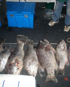 blackpearlin