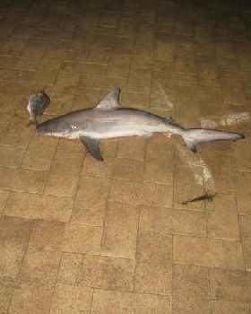 nice catch for us
