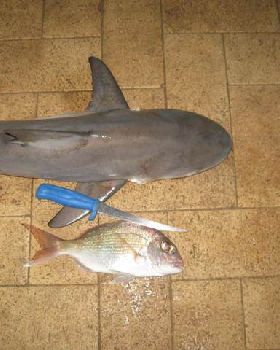 nice catch for us