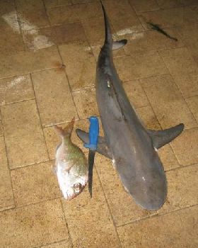 nice catch for us