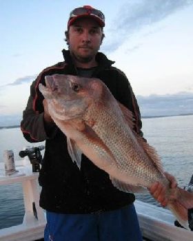 Brent's arvo snapper AMM