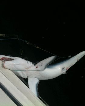 mako