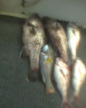 12 and 15 kg jewies 5kg bauldy 4-5 kg pinkys