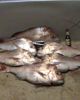 GREAT !  More filleting....