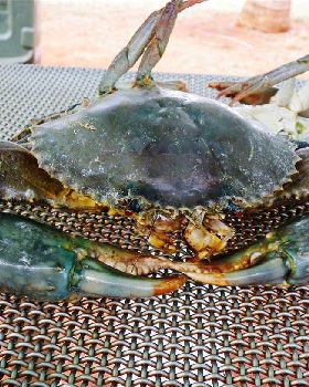 One Big Crab