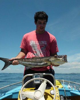 cobia