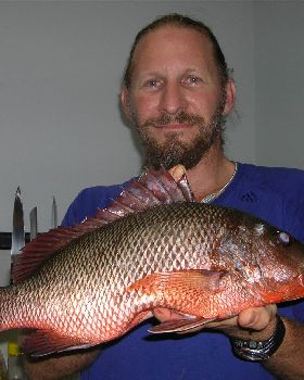 47cm Knobgrover