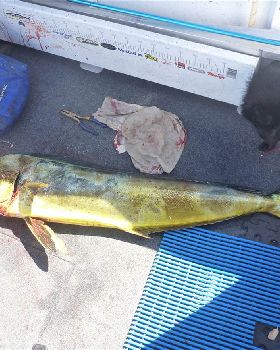 tomkattoo fishing