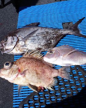 tomkattoo fishing