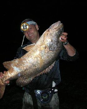 mangrove jack