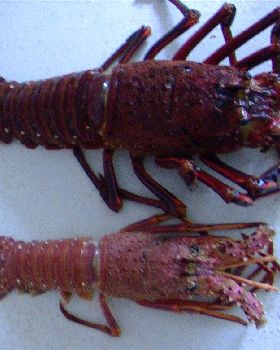 big cray