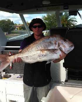 snapper