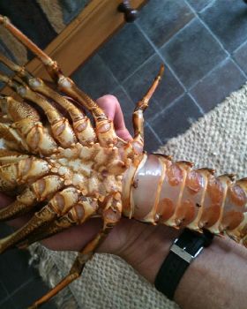 Lunch