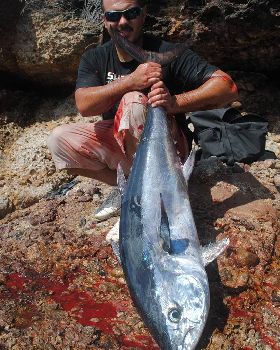 19kg bluefin