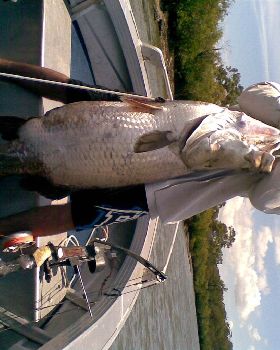 bowshot barra, 30kg plus