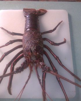 nice cray