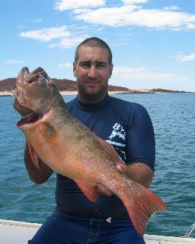 Dampier Trout