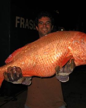 Barrow Jack