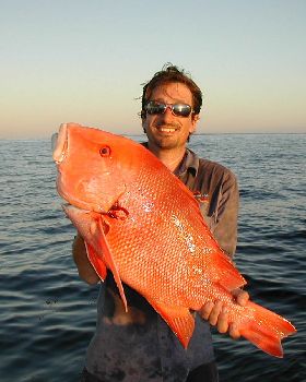 Monties red