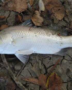 First Cast