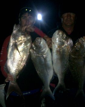 mmm snapper