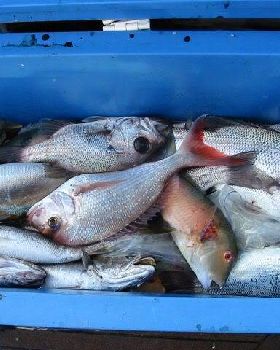 Fishing