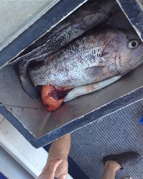Fishing