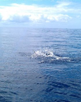 Marlin jump