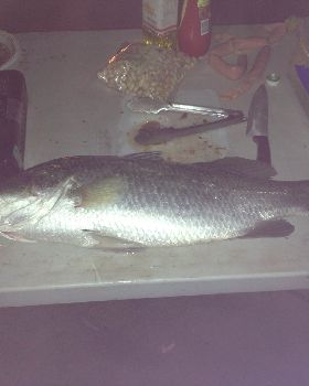 Nice feed of Barramundi