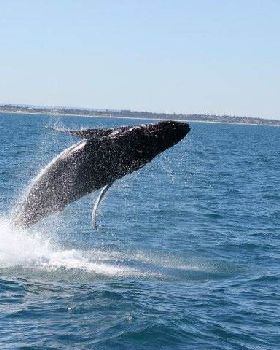 Whale of a time