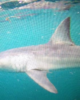 3.5 mt. Mako while Kayaking