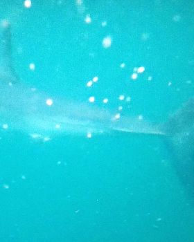 3.5 mt. Mako while Kayaking