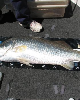 Big barra