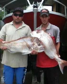 Snapper