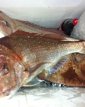Snapper