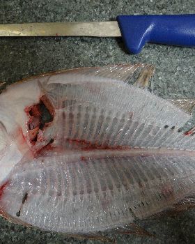 flounder fillets