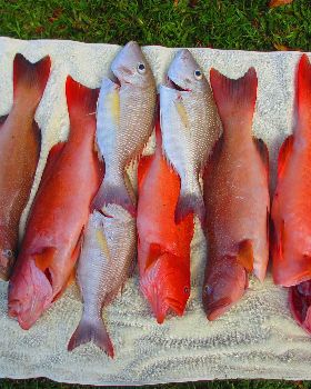 Trout