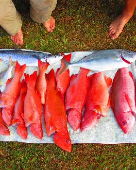 Mixed bag of goodies