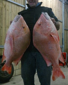 steve red 017