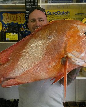oceancat reds
