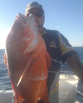 oceancat reds