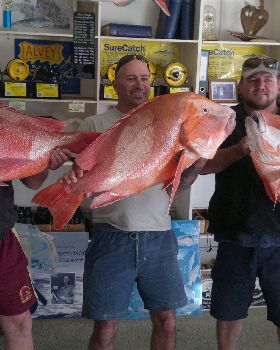 oceancat reds