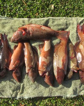 Fathers Day Trout