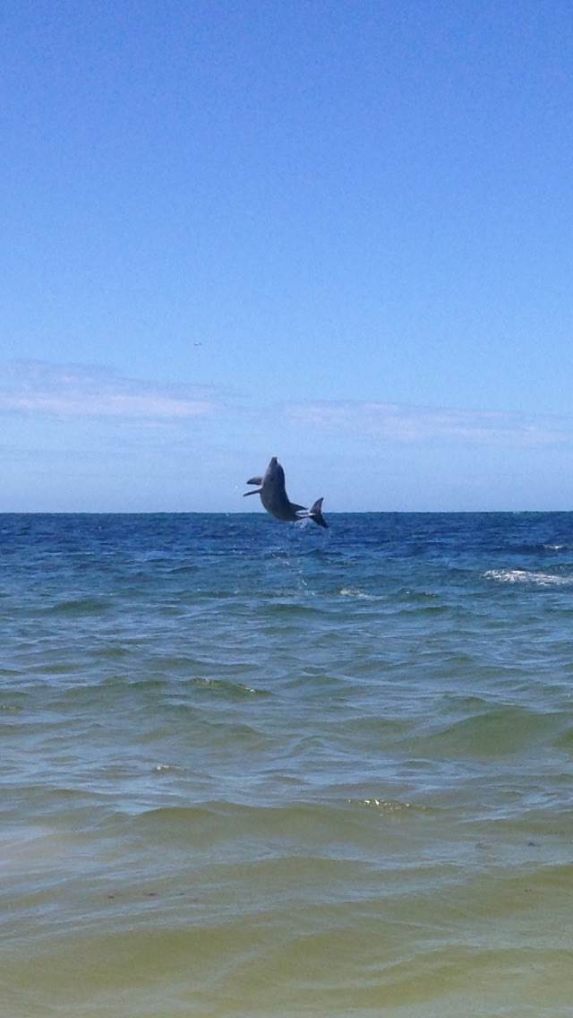 Not a lot of wind but plenty wildlife