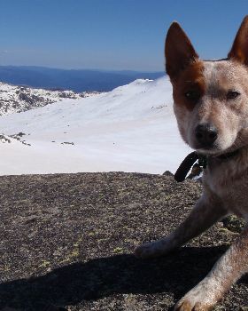 Jeez, I wouldn't want them kite yahoos to scare this dingo off as he helped carry my tent.